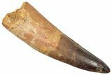 Real Fossil Spinosaurus Tooth - Huge Dinosaur Tooth #351609-1